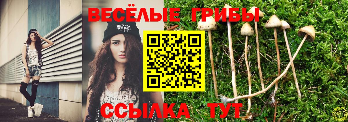 Волжск  Псилоцибиновые грибы Psilocybe  Вход с VPN 